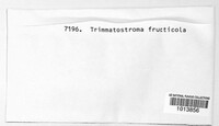 Trimmatostroma fructicola image